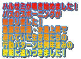 �n���[�~�����n�߂܂����I �o�X�̃X�|�[�j���O���n�܂�܂����I �}���ȋC���E�����㏸�Ő����������� �s���p�^�[���͗�N���݂̎����� �ǂ����܂����I�I 