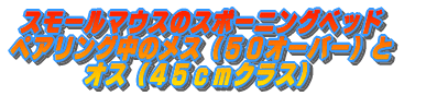 X[}EX̃X|[jOxbh Xi50ްjƃIXi45cm׽j̃yAO 